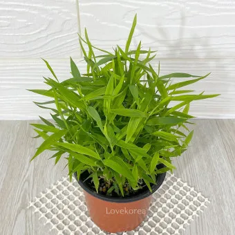 햇빛 부족 해결 식물등추천 설치위치 시간대 초보도 쉽게 적용_4