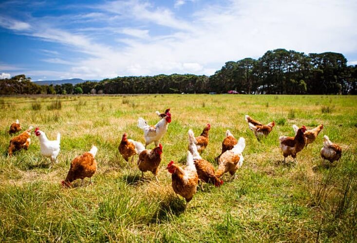 닭띠와소띠궁합 닭띠소띠궁합