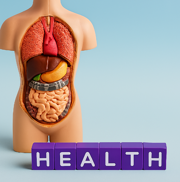 인체 소화기관 모형이 화면 왼쪽에 배치되어 있고, 오른쪽에는 “HEALTH”라는 단어가 보라색 큐브로 배열되어있는 장면