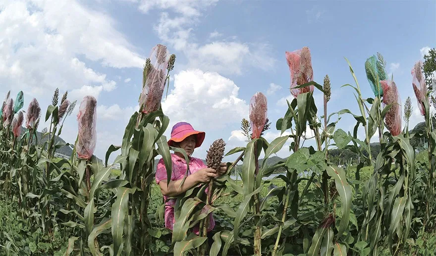 수수 재배 이삭 관리 쓰러짐 방지 건조 수확_3