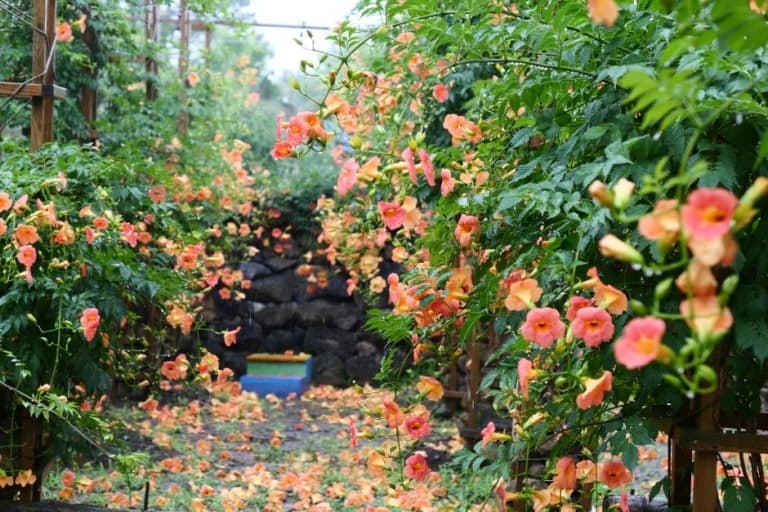 [5월 축제]2025 여름꽃 &amp; 능소화축제❘기간, 비체올린 예약, 사진영상 콘테스트 응모방법