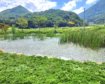 하동 북천 코스모스 메밀꽃 축제_20