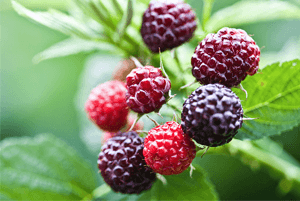 신장에좋은과일14