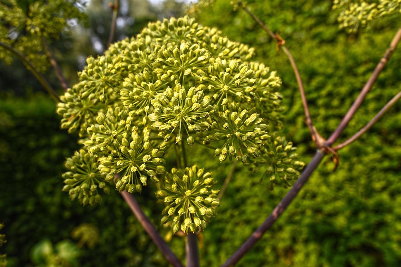 안젤리카(Angelica archangelica)