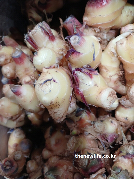 진저롤이 풍부한 실물 생강 뿌리 클로즈업 사진