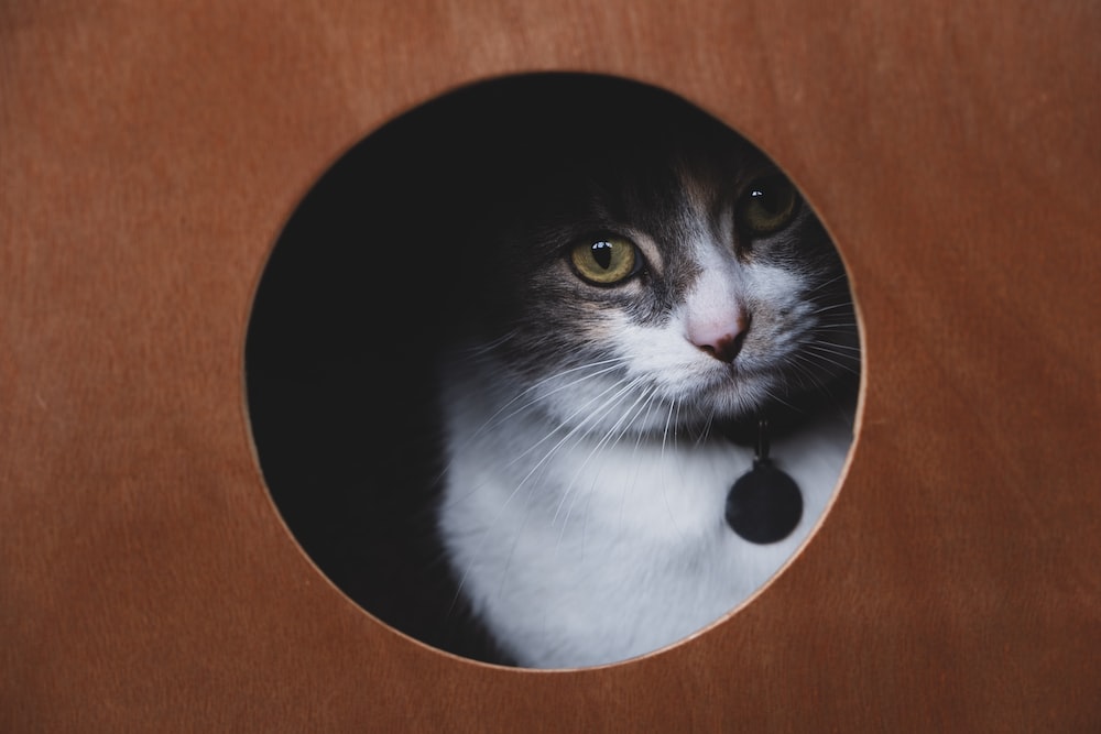 고양이 여드름