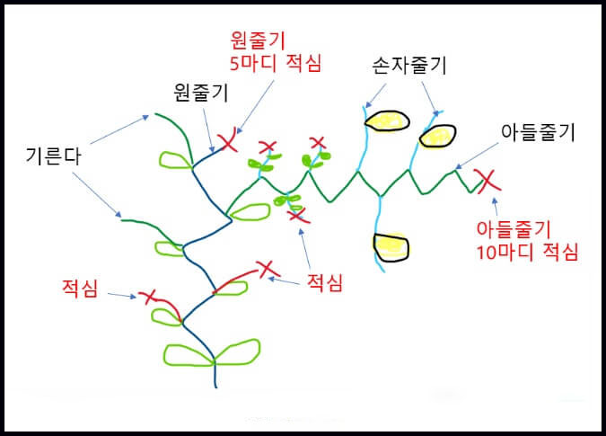 참외 순지르기 방법