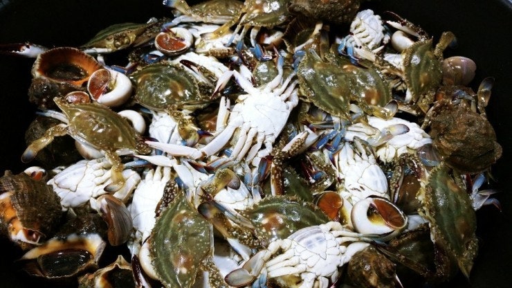 꽃게 금어기 2025 기간 총정리 제철과 먹기 좋은 시기까지 안내 관련 사진