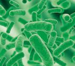 유산균의 과학적 효능과 선택 기준