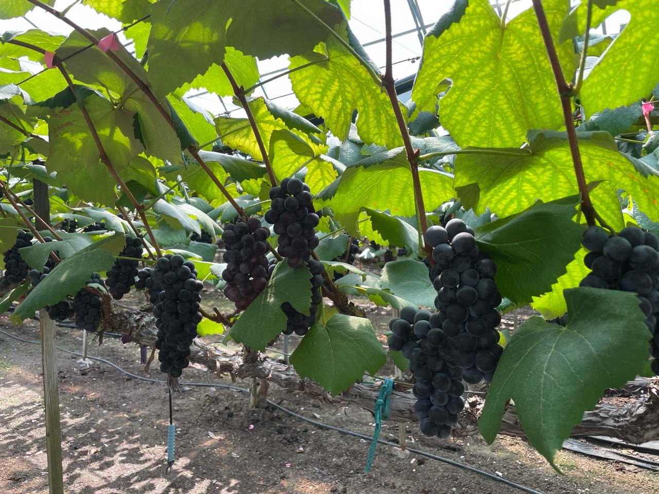 영동 포도축제 2024