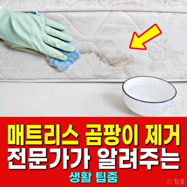 매트리스 곰팡이 제거 방지 곰팡이 포자 흡입