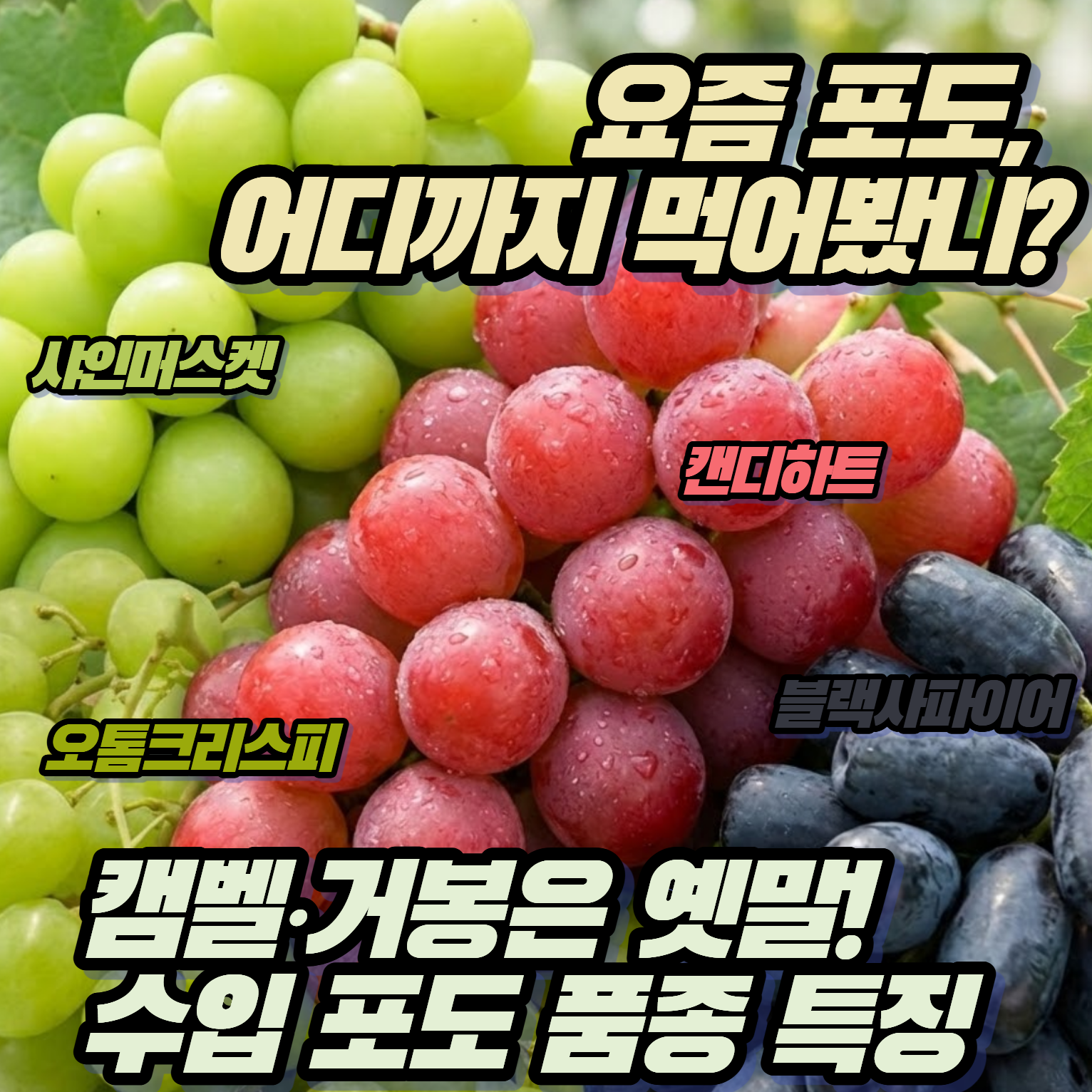 요즘 포도, 어디까지 먹어봤니? 캠벨·거봉은 옛말! 대세 수입 포도 품종 특징 & 사진 가이드