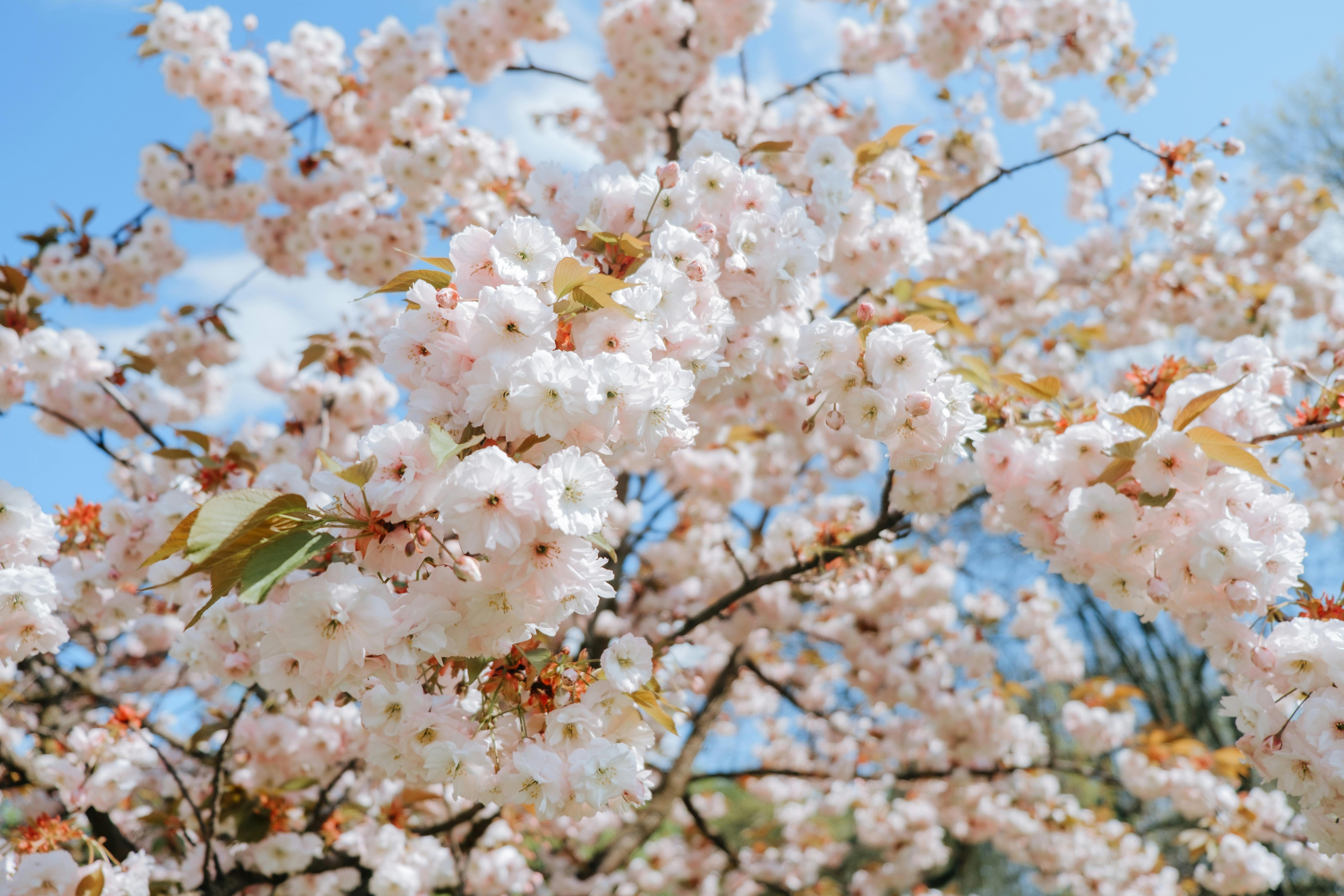 서울 벚꽃 명소 BEST 5 총정리 2026 최신 개화시기 및 숨은 명소까지 한눈에 보기