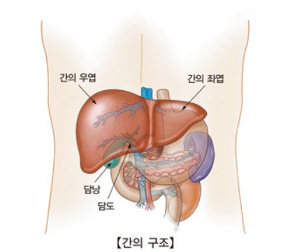 간암 초기 증상
