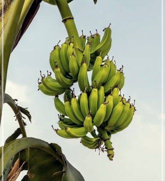 바나나의 효능, 보관법, 그리고 부작용에 대해 알아보자