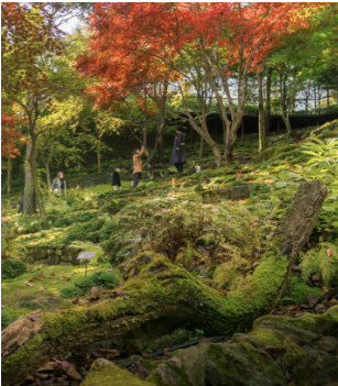 2025 화담숲 단풍축제 예약 완벽 가이드 | 절정시기·꿀팁 총정리