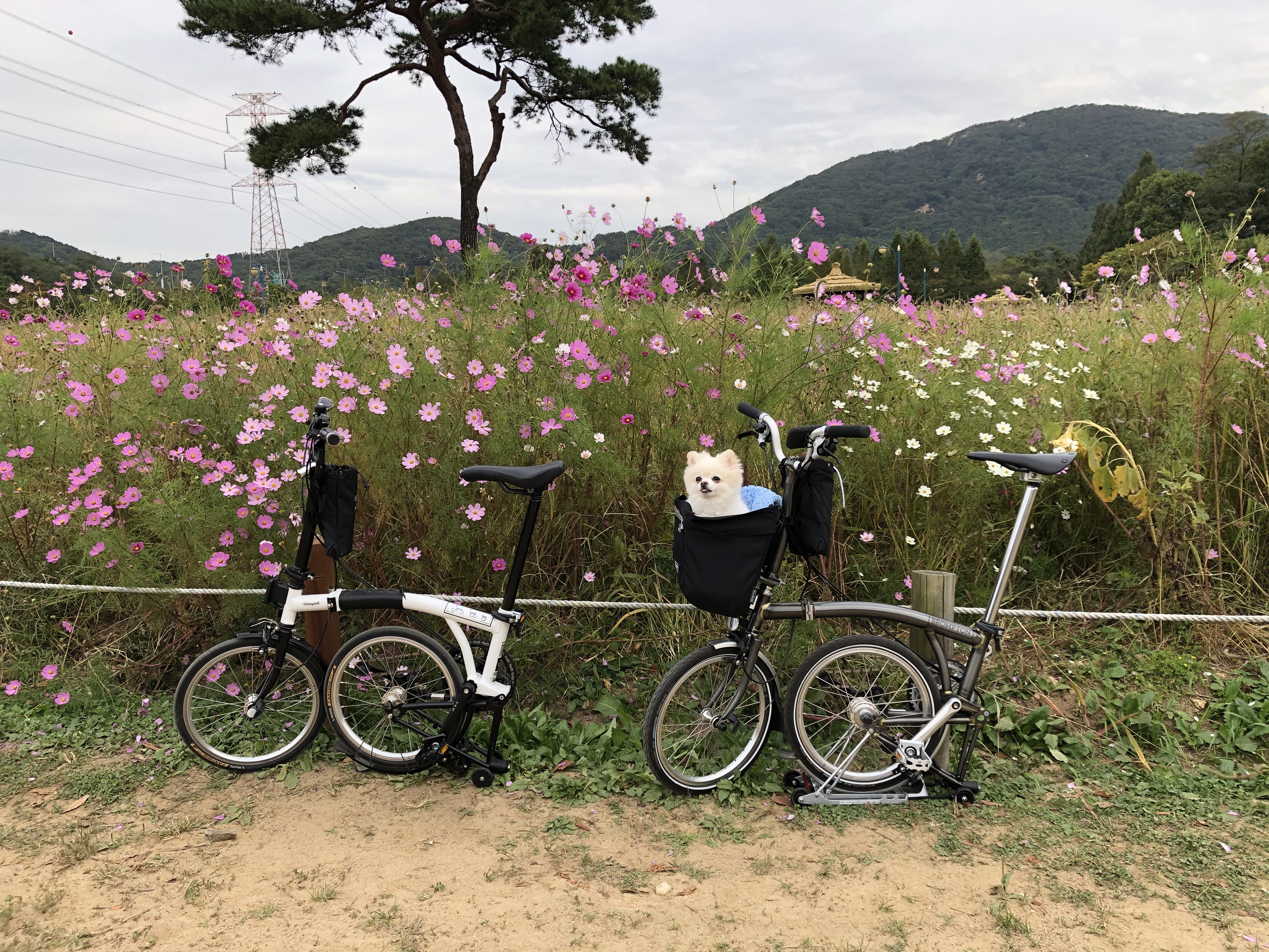 두부와 브롬톤 라이딩