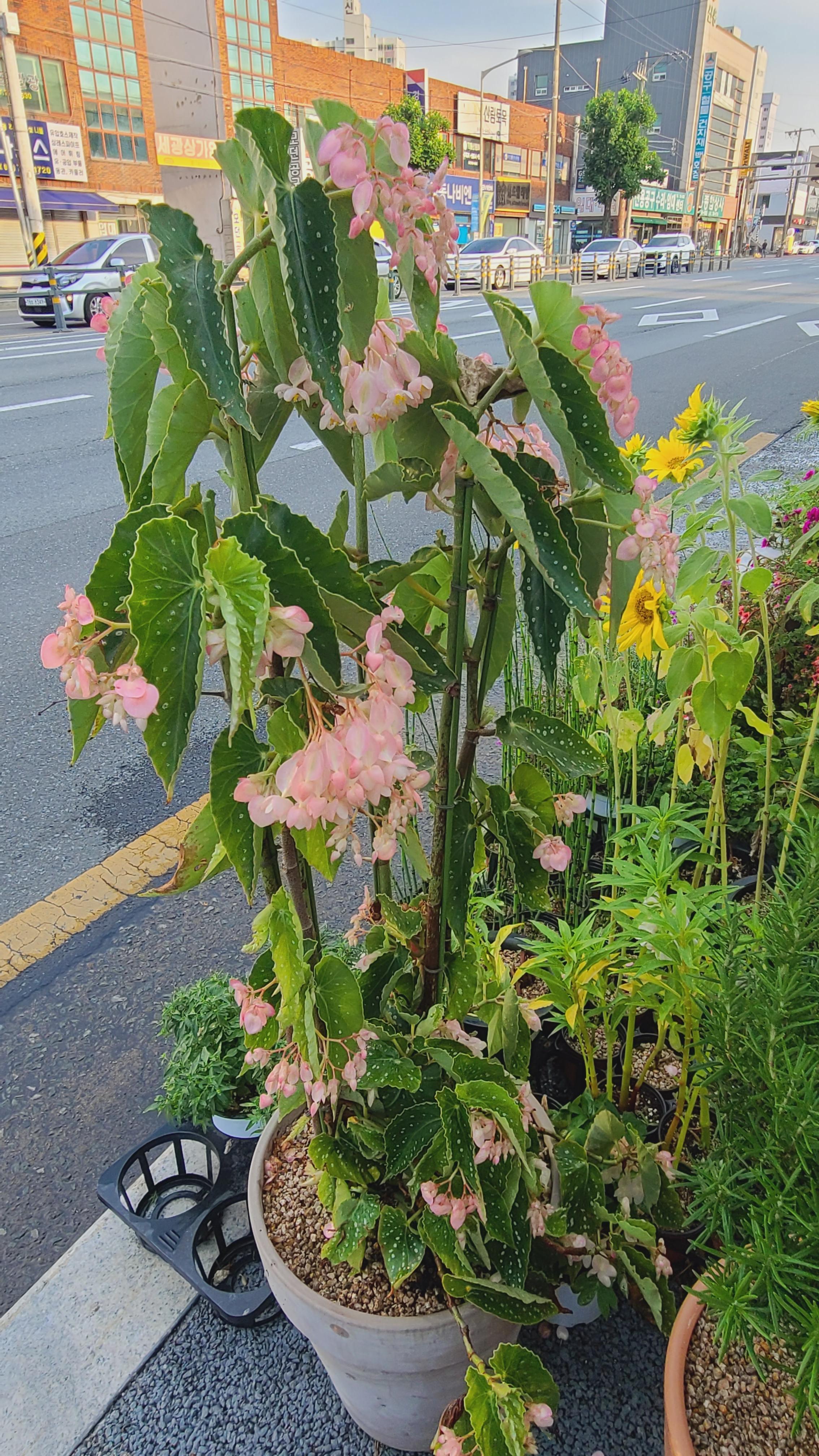 어느 화원앞에 엄청나게 크게 자라난 소요카제