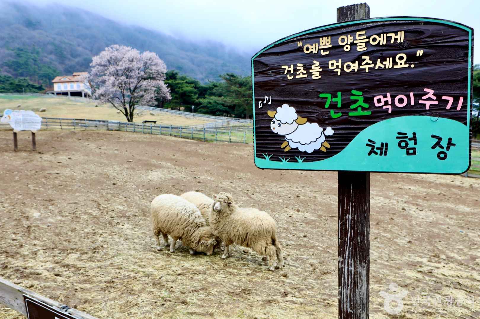 무등산양떼목장