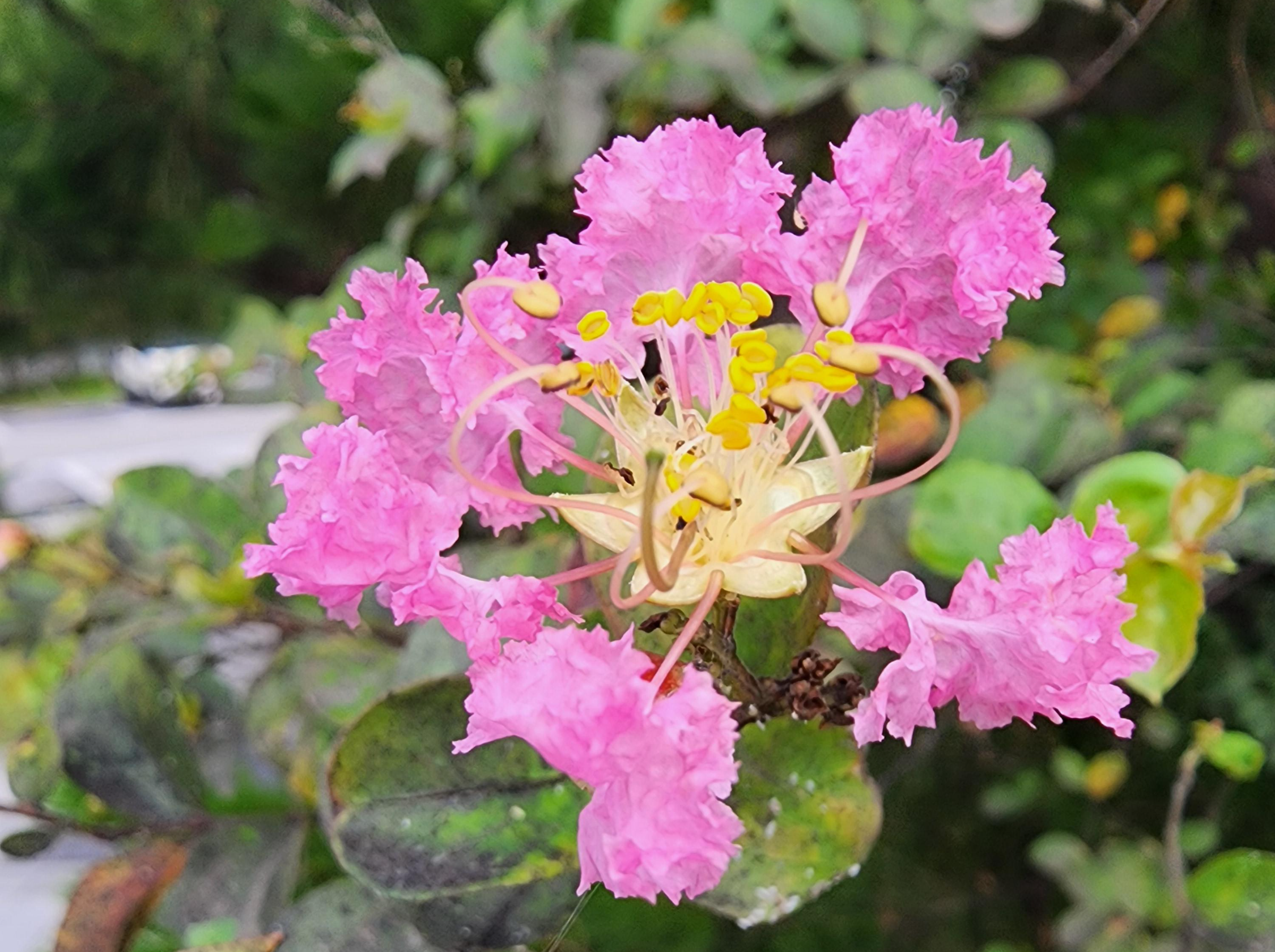 백일 동안 피어나는 나무&amp;#44; 배롱나무 &ndash; 여름 햇살 아래 핀 부귀의 꽃