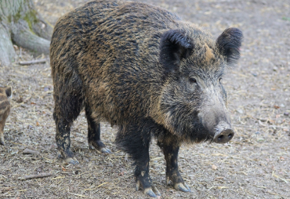 2025년 7월 돼지띠(생년별) 운세