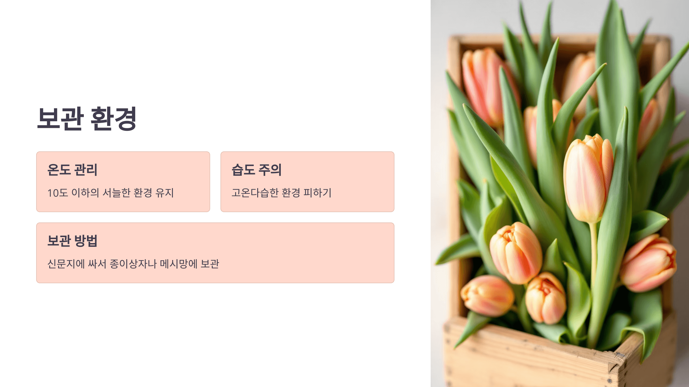 튤립과 관련된 사진입니다.