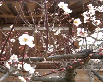 매화꽃 개화시기_26