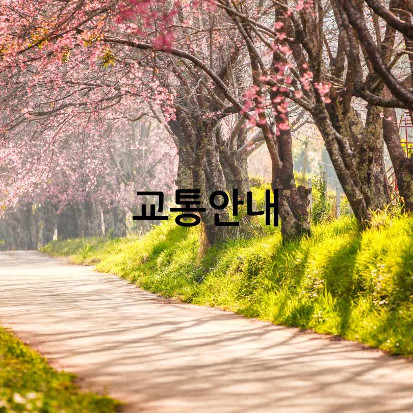 2025 정읍벚꽃축제