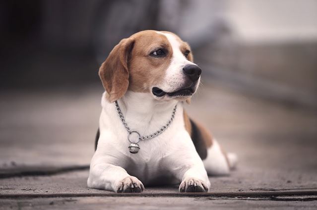 길바닥 위에 엎드려서 센티한 분위기를 풍기는 비글 한 마리 목에 은색 방울을 달고 있다