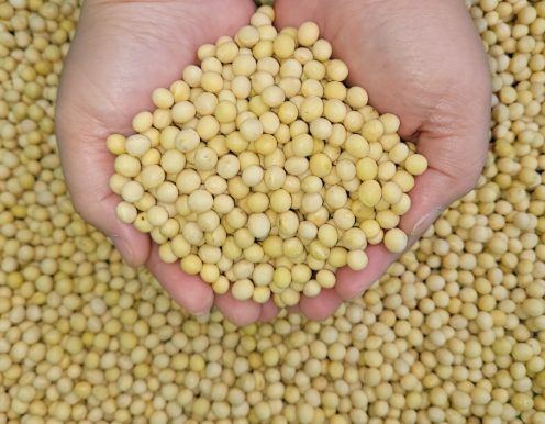 한국의 떡 종류 비지떡-콩