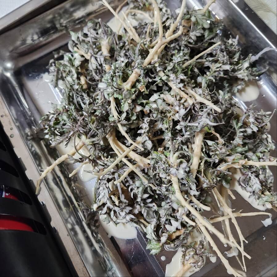 냉이 무침 냉이나물 냉이 튀김 만드는 방법 봄철 나물 요리 레시피