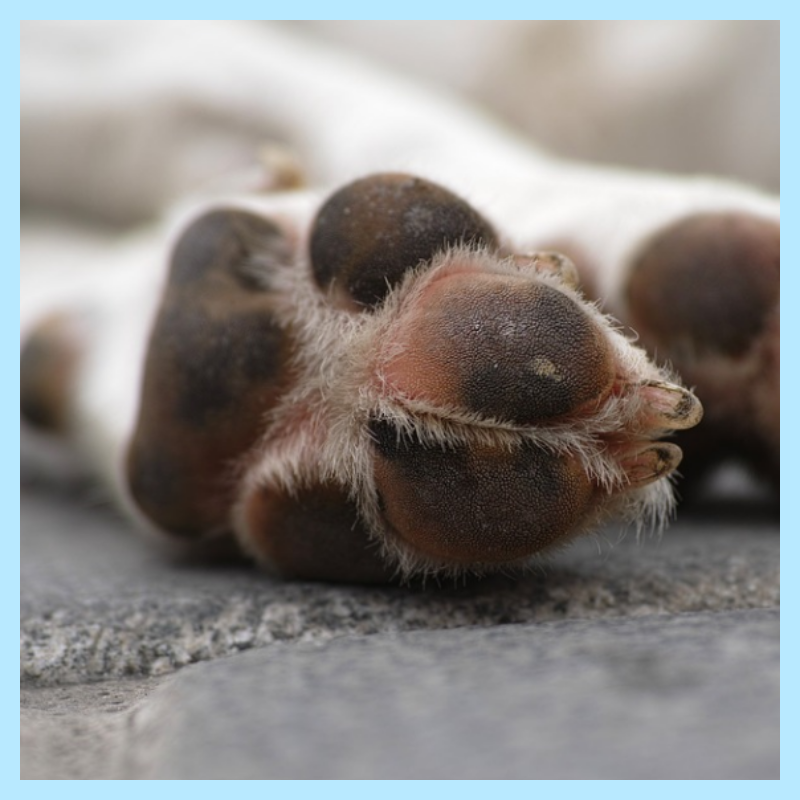 강아지-발바닥-관리-방법-알아보기