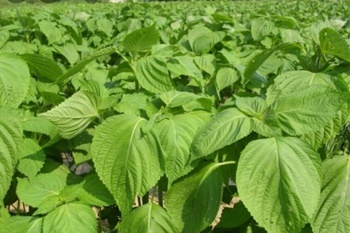 깻잎, 들깨 어떻게 기르지? 파종/이식/재배관리/수확/보관