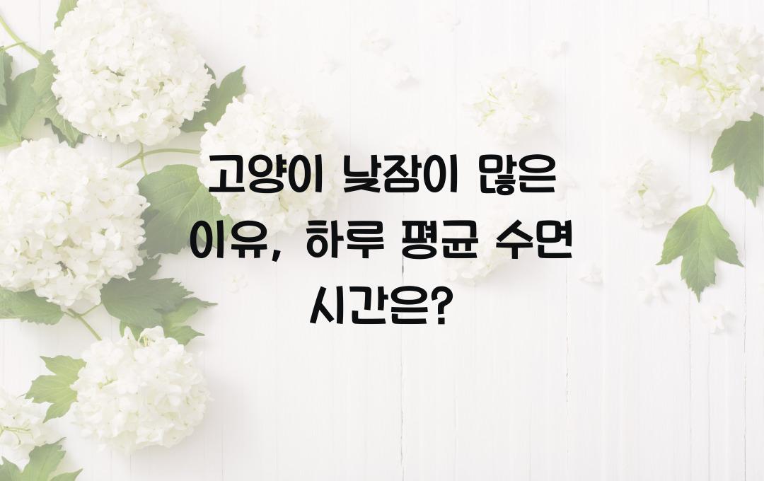고양이 낮잠이 많은 이유, 하루 평균 수면 시간 공개