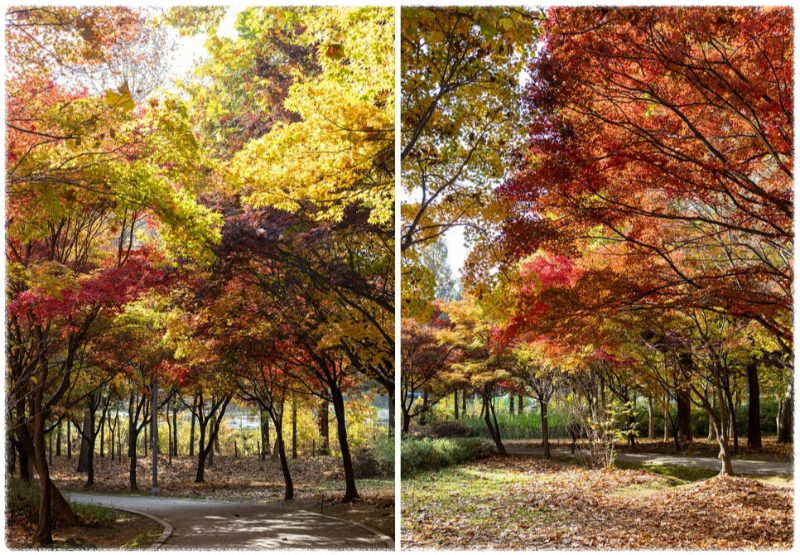 단풍명소
