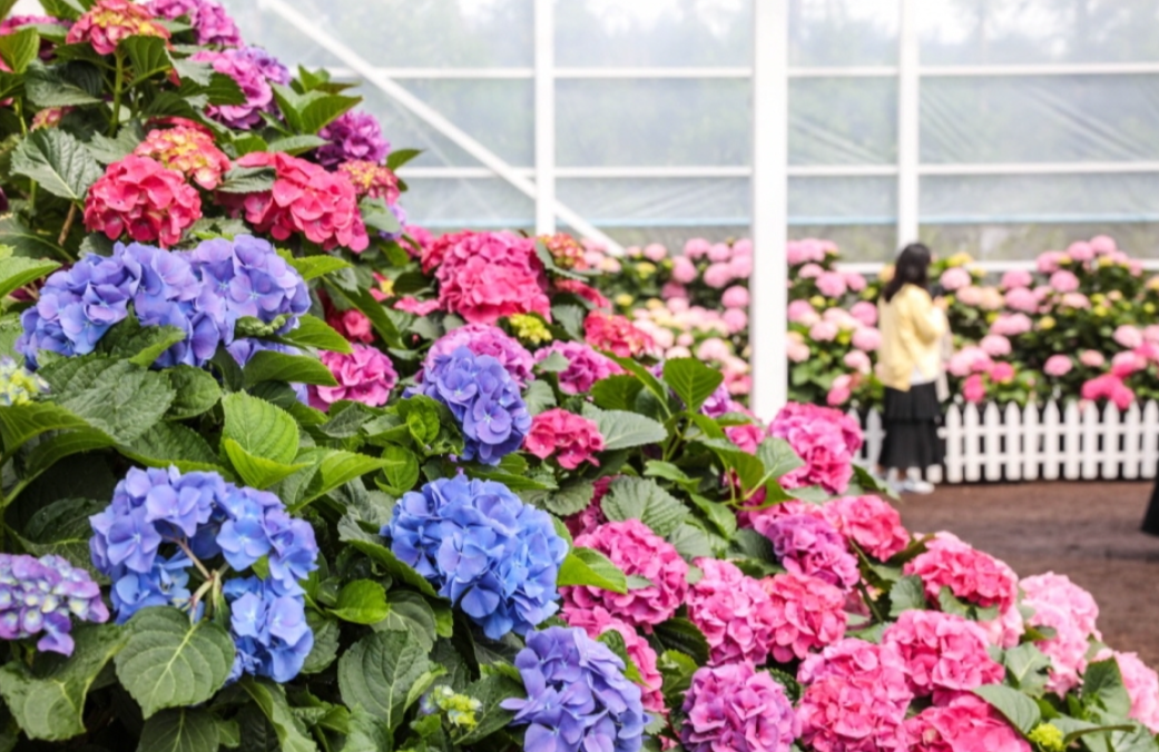 휴애리 봄 수국축제 입장료 관련 사진