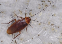 독일바퀴/출처:세스코 공식홈페이지