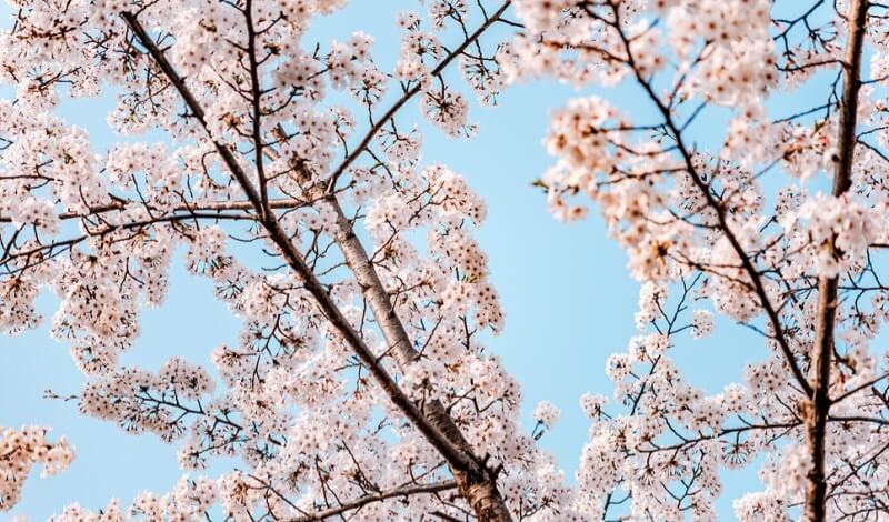 2024 숨은 벚꽃명소 / 수도권 벗꽃명소 벚꽃여행