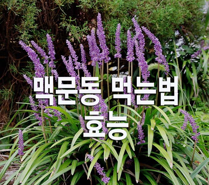 맥문동-효능-먹는법