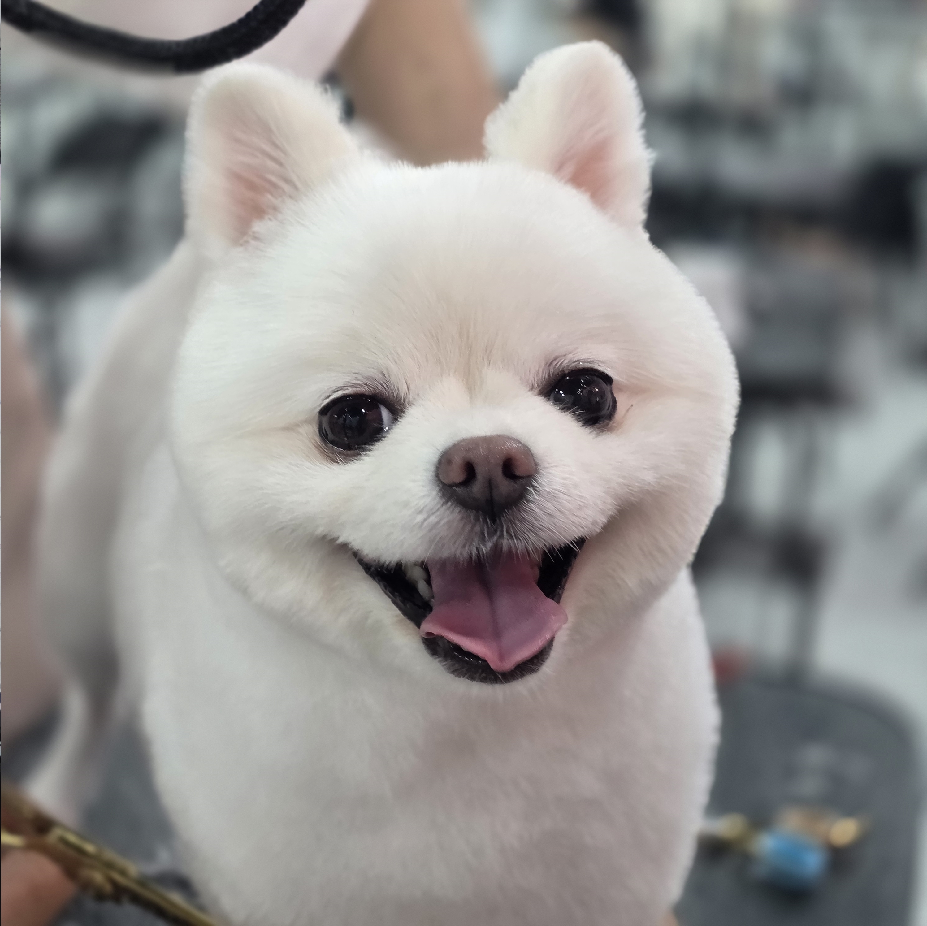 광주애견미용학원