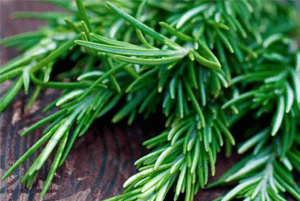 로즈마리효능07