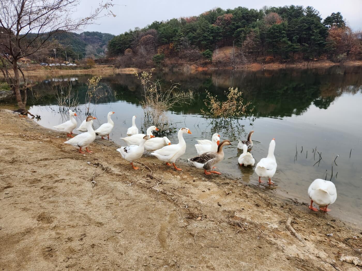 거위 사진