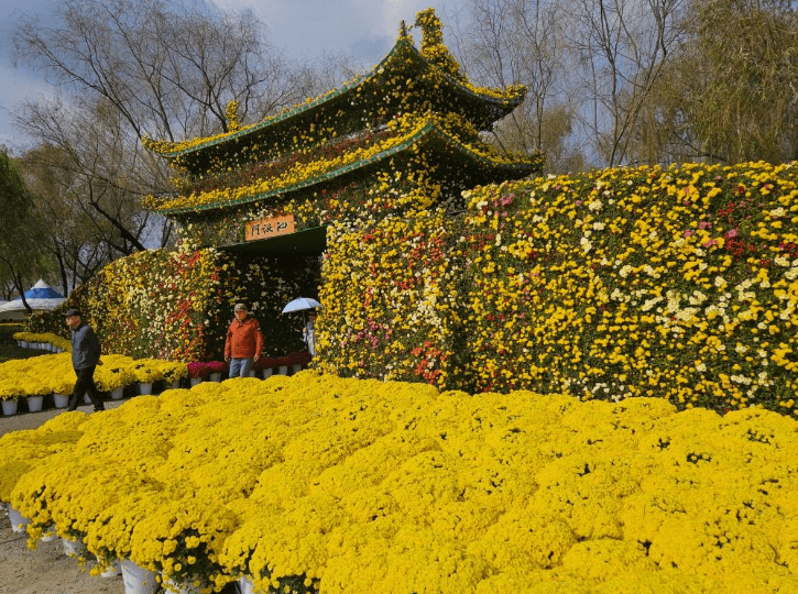 백제고도부여국화축제