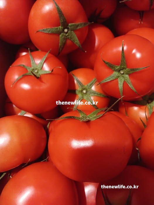 토마토 효능 위장 건강 펙틴