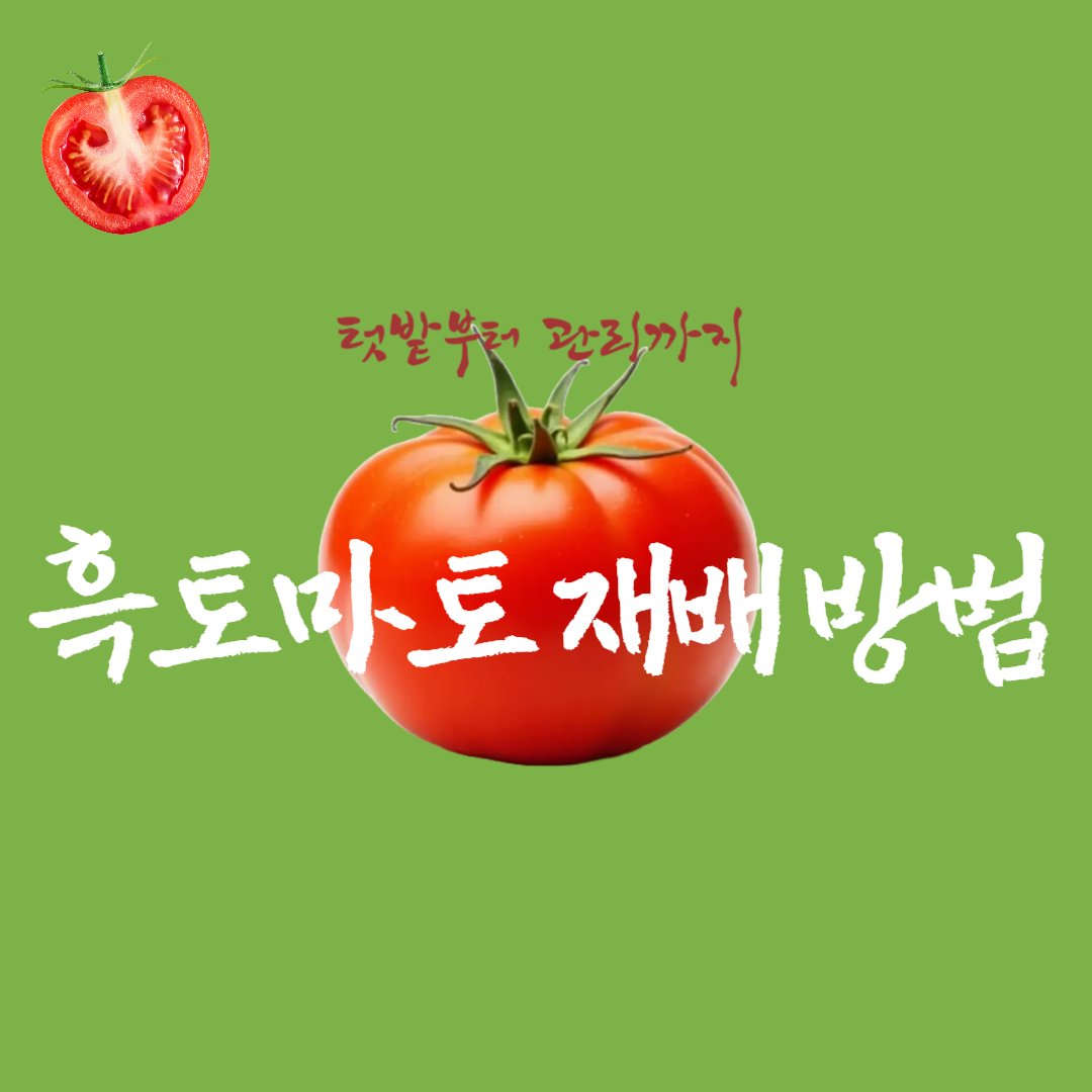 토마토