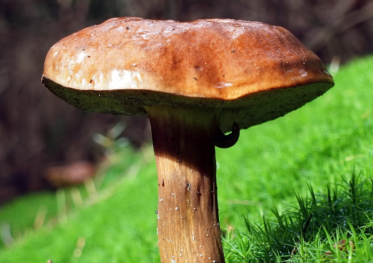 상황버섯 끓이는 법