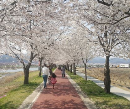 음성 벚꽃