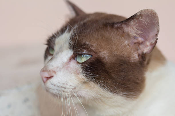 스트레스와 고양이 탈모