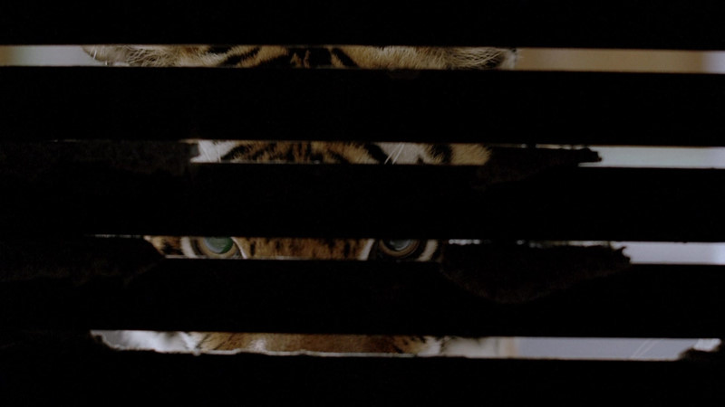 호랑이를 피해 벽장안에 숨은 켈리