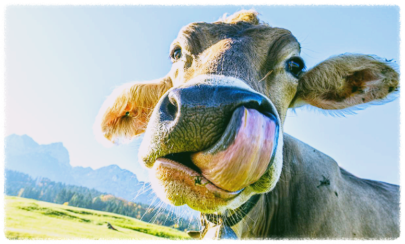 럼피스킨병-증상-백신